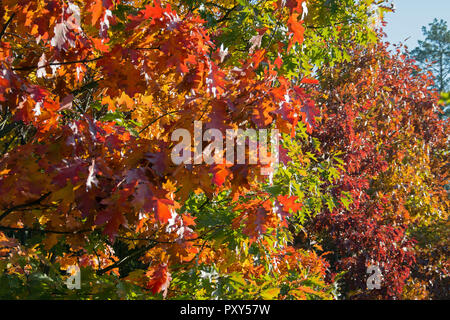 Mischung von Farben auf rote Eiche Bäume im Herbst - Braun, grün, rot und orange Blätter Stockfoto