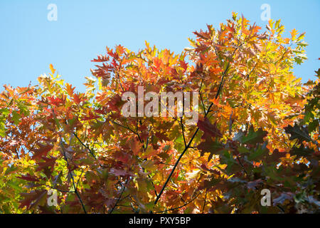 Rot, Orange, Gelb und Grün rot Eichenlaub gegen den blauen Himmel im Herbst Stockfoto