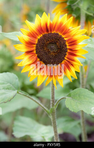 Close-up von Helianthus annuus, 'Ring Of Fire' Blume. Sonnenblume 'Ring Of Fire' Stockfoto