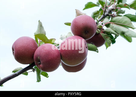 Apple tickled Pink - Baya Marisa Malus Domestica, reife Früchte wachsen auf einem Baum, weißer Hintergrund Stockfoto