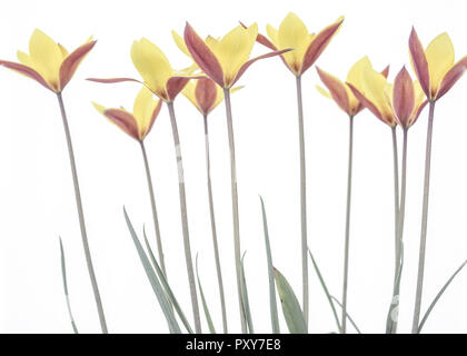 Gelb-Rote Tulpen Stockfoto