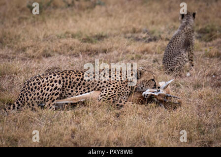 Cheetah liegt mit Thomson Gazellen in der Nähe von cub Stockfoto