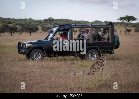 Cheetah im Rückblick auf die Fotografen im Fahrzeug Stockfoto