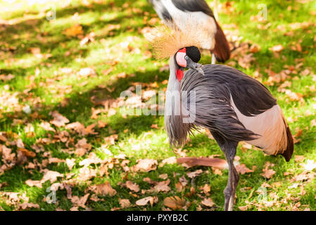 Grau gekrönt Kran oder Balearica pavonina in Zoo Stockfoto