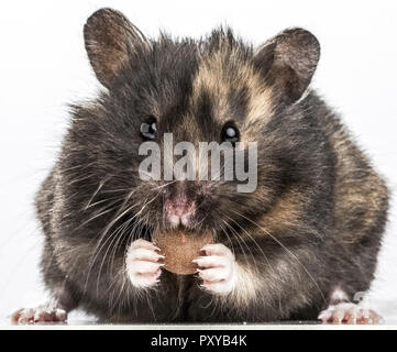 Hamster frisst Stockfoto