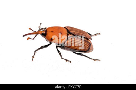 Die Red Palm Rüsselkäfer Rhynchophorus Art auf weißem Hintergrund Stockfoto