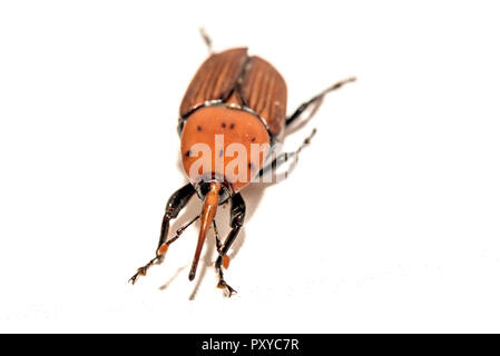Die Red Palm Rüsselkäfer Rhynchophorus Art auf weißem Hintergrund Stockfoto