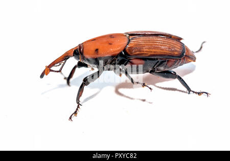 Die Red Palm Rüsselkäfer Rhynchophorus Art auf weißem Hintergrund Stockfoto