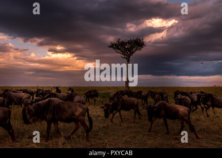 Dieses Bild der Gnus ist in der Masai Mara in Kenia. Stockfoto
