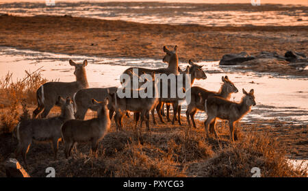 Gemeinsame Wasserbock im Krüger Nationalpark, Südafrika; Specie Kobus ellipsiprymnus Familie der Hornträger Stockfoto