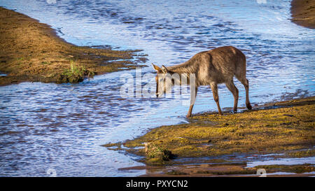 Gemeinsame Wasserbock im Krüger Nationalpark, Südafrika; Specie Kobus ellipsiprymnus Familie der Hornträger Stockfoto