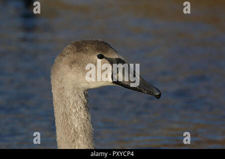 Junger stummgeschummter Schwan, Kopfprofil Stockfoto