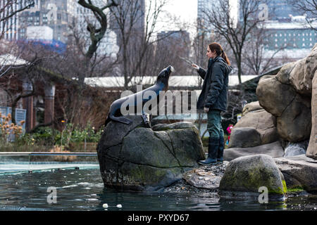 Sea Lion Fütterung und Ausbildung ist Teil der tierischen Programm zur Anreicherung im Central Park Zoo in New York City. Stockfoto