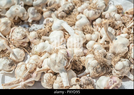 Knoblauch Zwiebeln trocknen in der Sonne. Stockfoto