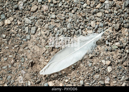 Eine weiße Feder auf einem Bett von Kies. Stockfoto