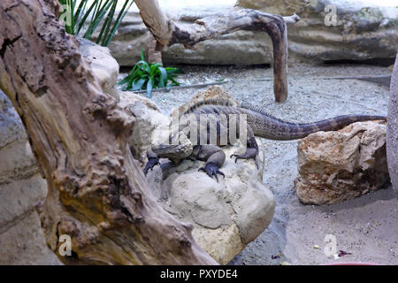 Kubanische rock Iguana, cyclura nubila, ist eine Pflanzenart aus der Gattung der Eidechse der Leguan Familie Stockfoto