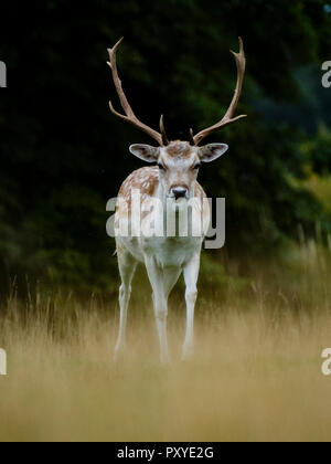 Damwild, Attingham Park, Shropshire. Credit: Joe Williams Stockfoto