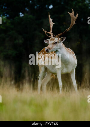 Damwild, Attingham Park, Shropshire. Credit: Joe Williams Stockfoto