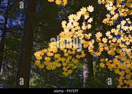 Ahornblätter gegen einen immergrünen Wald Vordach im Oregon Cascade Mountains im Herbst Farbe ändern Mitte Oktober. Stockfoto