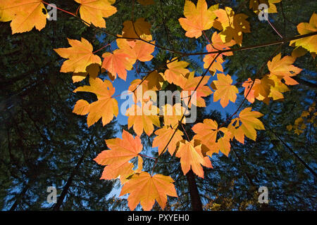 Ahornblätter gegen einen immergrünen Wald Vordach im Oregon Cascade Mountains im Herbst Farbe ändern Mitte Oktober. Stockfoto