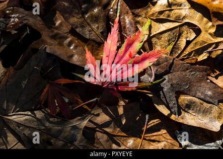 Ein gefallener herbstlichen Blatt eines japanische Ahorne (Acer palmatum) Stockfoto