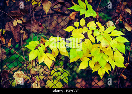 Herbst Malerei, Herbst Ahorn Blätter, verschiedene Farben Herbst Malerei, Herbst Ahorn Blätter, verschiedene Farben Stockfoto