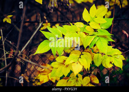Herbst Malerei, Herbst Ahorn Blätter, verschiedene Farben Herbst Malerei, Herbst Ahorn Blätter, verschiedene Farben Stockfoto