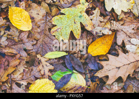 Herbst Malerei, Herbst Ahorn Blätter, verschiedene Farben Herbst Malerei, Herbst Ahorn Blätter, verschiedene Farben Stockfoto