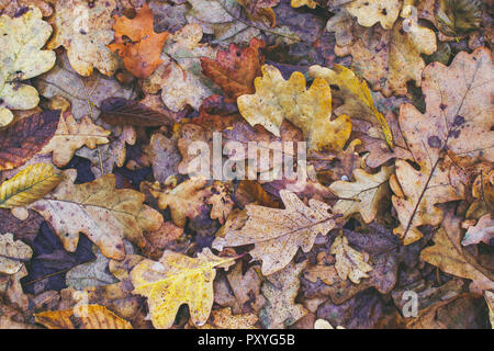 Herbst Malerei, Herbst Ahorn Blätter, verschiedene Farben Herbst Malerei, Herbst Ahorn Blätter, verschiedene Farben Stockfoto