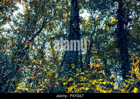 Herbst Malerei, Herbst Ahorn Blätter, verschiedene Farben Herbst Malerei, Herbst Ahorn Blätter, verschiedene Farben Stockfoto