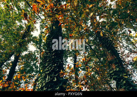 Herbst Malerei, Herbst Ahorn Blätter, verschiedene Farben Herbst Malerei, Herbst Ahorn Blätter, verschiedene Farben Stockfoto
