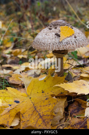 Pilz Macrolepiota excoriata in den Wald Stockfoto