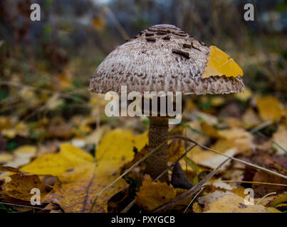 Pilz Macrolepiota excoriata in den Wald Stockfoto
