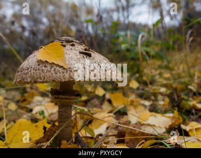 Pilz Macrolepiota excoriata in den Wald Stockfoto