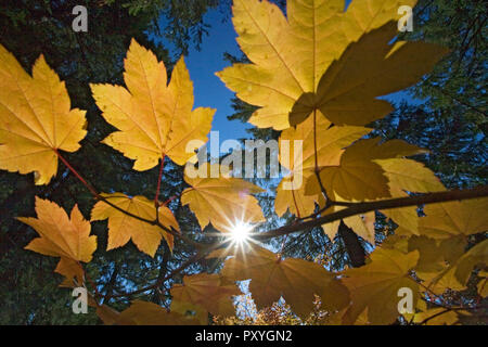 Ahornblätter gegen einen immergrünen Wald Vordach im Oregon Cascade Mountains im Herbst Farbe ändern Mitte Oktober. Stockfoto