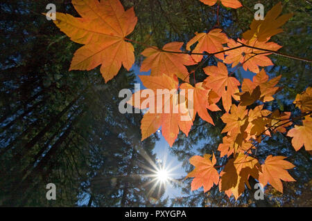 Ahornblätter gegen einen immergrünen Wald Vordach im Oregon Cascade Mountains im Herbst Farbe ändern Mitte Oktober. Stockfoto