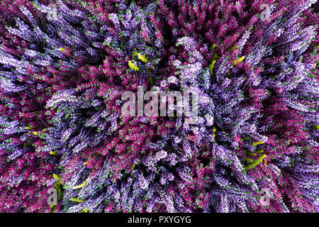 Hintergrund von rosa und lila Heidekraut in voller Blüte von oben. Stockfoto