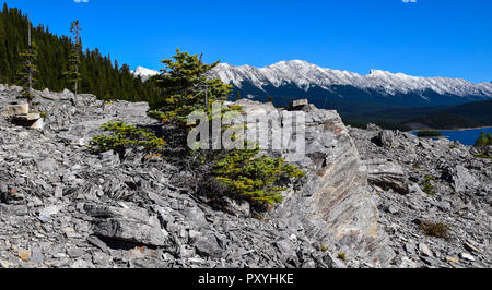 Landschaft auf der Upper Kananaskis Lake Trail in den Rockies Stockfoto