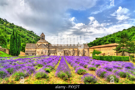 Senanque Abtei, ein wichtiges touristisches Ziel in der Provence, Frankreich Stockfoto