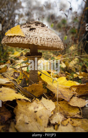 Pilz Macrolepiota excoriata in den Wald Stockfoto
