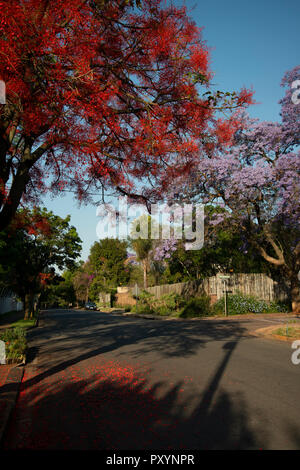 Johannesburg, Südafrika, 24. Oktober, 2018. Eine helle rote Baum blüht zusammen mit Jacarandas in Parkview, Johannesburg. Von Bäumen gesäumten Vorstädte sind explodiert in Violett, Kirschrot und Rot wie Jacarandas, Bougainvillea und andere Bäume blühen, Mittwoch nachmittag Credit: Eva-Lotta Jansson/Alamy leben Nachrichten Stockfoto