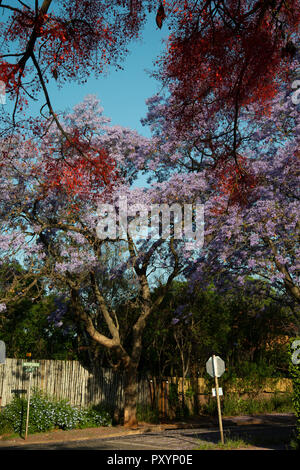 Johannesburg, Südafrika, 24. Oktober, 2018. Eine helle rote Baum blüht zusammen mit Jacarandas in Parkview, Johannesburg. Von Bäumen gesäumten Vorstädte sind explodiert in Violett, Kirschrot und Rot wie Jacarandas, Bougainvillea und andere Bäume blühen, Mittwoch nachmittag Credit: Eva-Lotta Jansson/Alamy leben Nachrichten Stockfoto