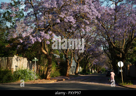 Johannesburg, Südafrika, 24. Oktober, 2018. Eine Frau geht auf einer Straße lila von Jacarandas in Parkview, Johannesburg gedreht. Von Bäumen gesäumten Vorstädte sind explodiert in Violett, Kirschrot und Rot wie Jacarandas, Bougainvillea und andere Bäume blühen, Mittwoch nachmittag Credit: Eva-Lotta Jansson/Alamy leben Nachrichten Stockfoto
