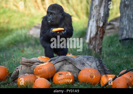 London, UK, 24. Oktober 2018. Westliche Flachlandgorillas Aufwachen zu einem riesigen Pumpkin Patch in Ihrer Gorilla Kingdom Home als Frühstück Zeit zu erforschen erhält einen makabren Makeover an ZSL London Zoo. Zoowärter haben Tiere ein Kürbis für Halloween Fest in der Zeit behandelt. Credit: Stephen Chung/Alamy leben Nachrichten Stockfoto