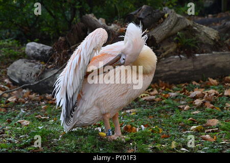 London, Großbritannien. 25. Oktober, 2018. flamingo am ZSL London Zoo am 25. Oktober 2018. Bild Capital/Alamy leben Nachrichten Stockfoto