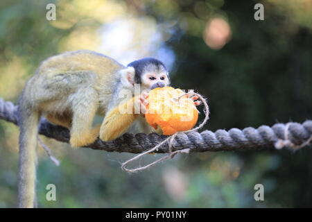 ZSL London Zoo, London, UK, 25. Okt 2018. In der Halloween Geist , ZSL London Zoo Mob der Bolivianischen Black-capped totenkopfäffchen Gesicht eine teuflische Zeile der ausgesetzten baby Kürbisse mit behandelt. Der maischen Kürbisse' ist das Motto von Halloween in diesem Jahr auf Aktivitäten des ZSL London Zoo wie Gorillas, Giraffen und Totenkopfäffchen genießen Halloween Festlichkeiten. Credit: Imageplotter Nachrichten und Sport/Alamy leben Nachrichten Stockfoto