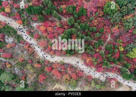 Weifang, Weifang, China. 25 Okt, 2018. Weifang, CHINA - Luftaufnahmen von cotinus Coggygria in Weifang, Provinz Shandong im Osten Chinas. Credit: SIPA Asien/ZUMA Draht/Alamy leben Nachrichten Stockfoto