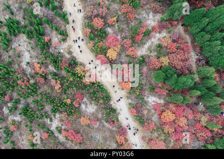 Weifang, Weifang, China. 25 Okt, 2018. Weifang, CHINA - Luftaufnahmen von cotinus Coggygria in Weifang, Provinz Shandong im Osten Chinas. Credit: SIPA Asien/ZUMA Draht/Alamy leben Nachrichten Stockfoto