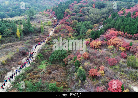 Weifang, Weifang, China. 25 Okt, 2018. Weifang, CHINA - Luftaufnahmen von cotinus Coggygria in Weifang, Provinz Shandong im Osten Chinas. Credit: SIPA Asien/ZUMA Draht/Alamy leben Nachrichten Stockfoto