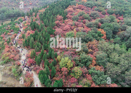 Weifang, Weifang, China. 25 Okt, 2018. Weifang, CHINA - Luftaufnahmen von cotinus Coggygria in Weifang, Provinz Shandong im Osten Chinas. Credit: SIPA Asien/ZUMA Draht/Alamy leben Nachrichten Stockfoto